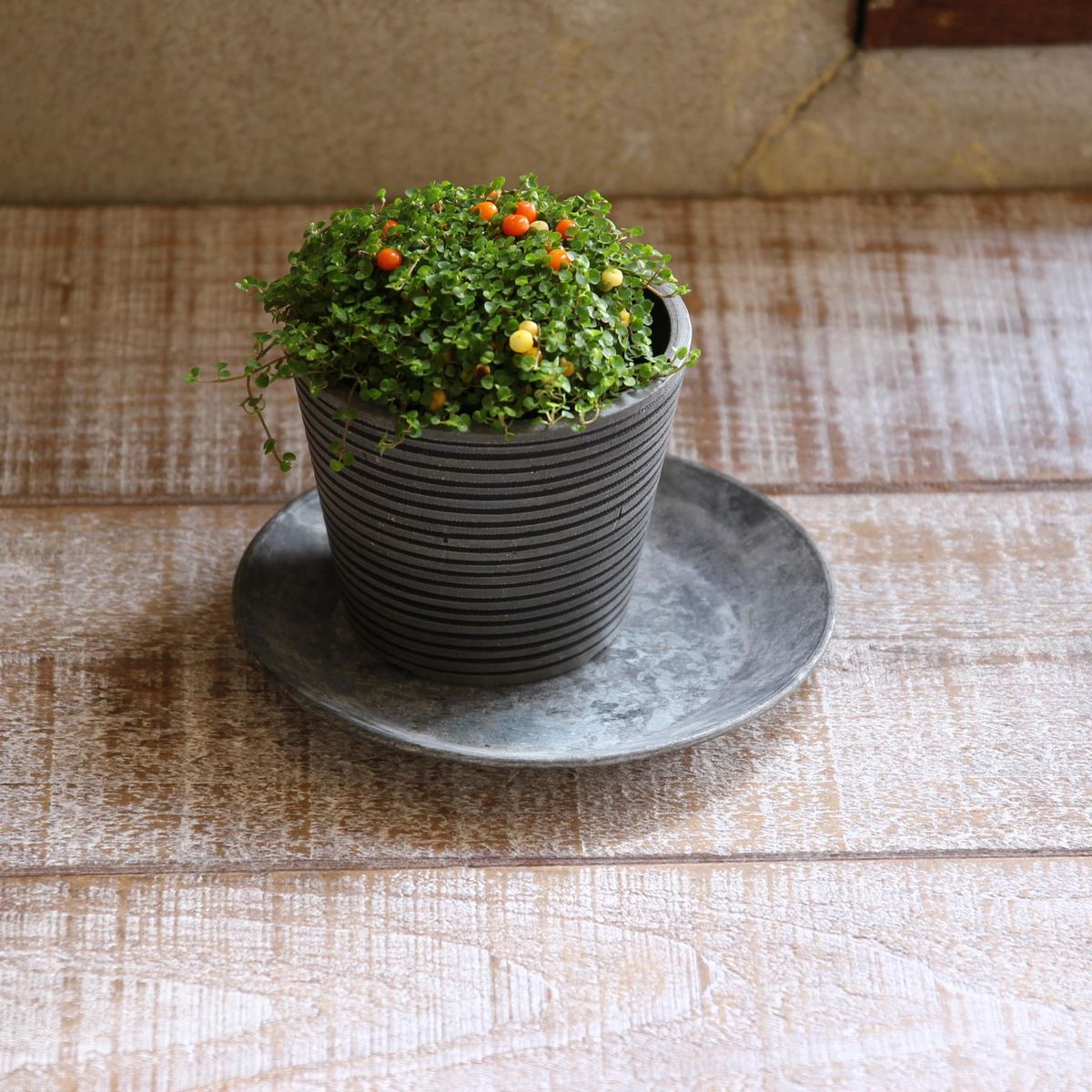 SOW/ブリキラウンドトレイ Mサイズ/BAGT1643SW