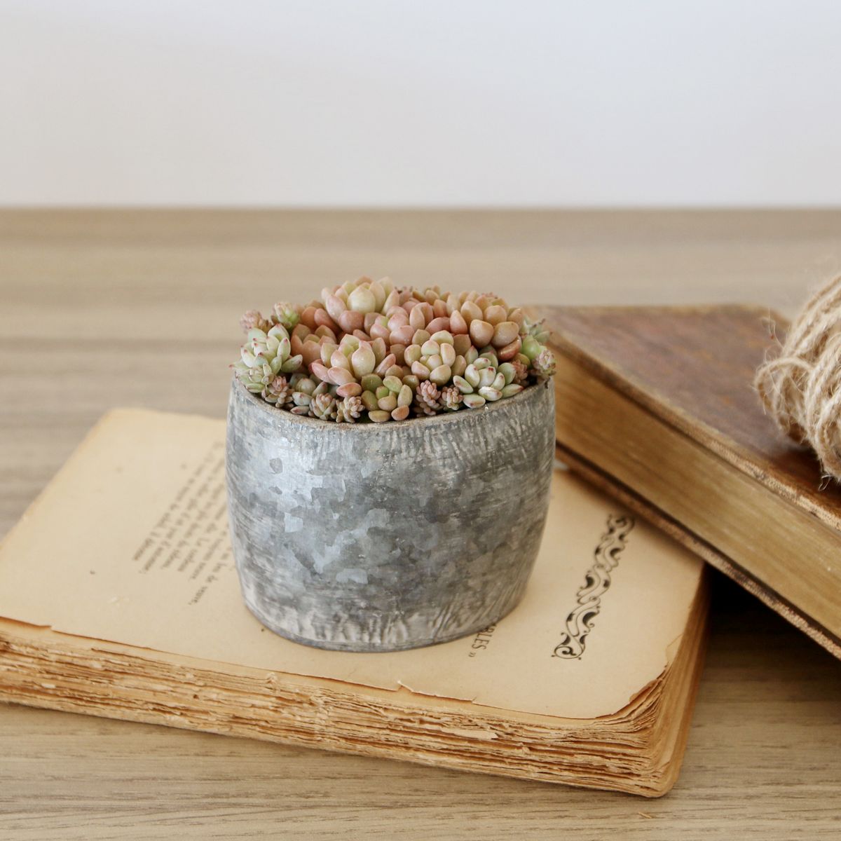 SOW/ブリキプランター オーバル XXSサイズ/BAGP1002XXS