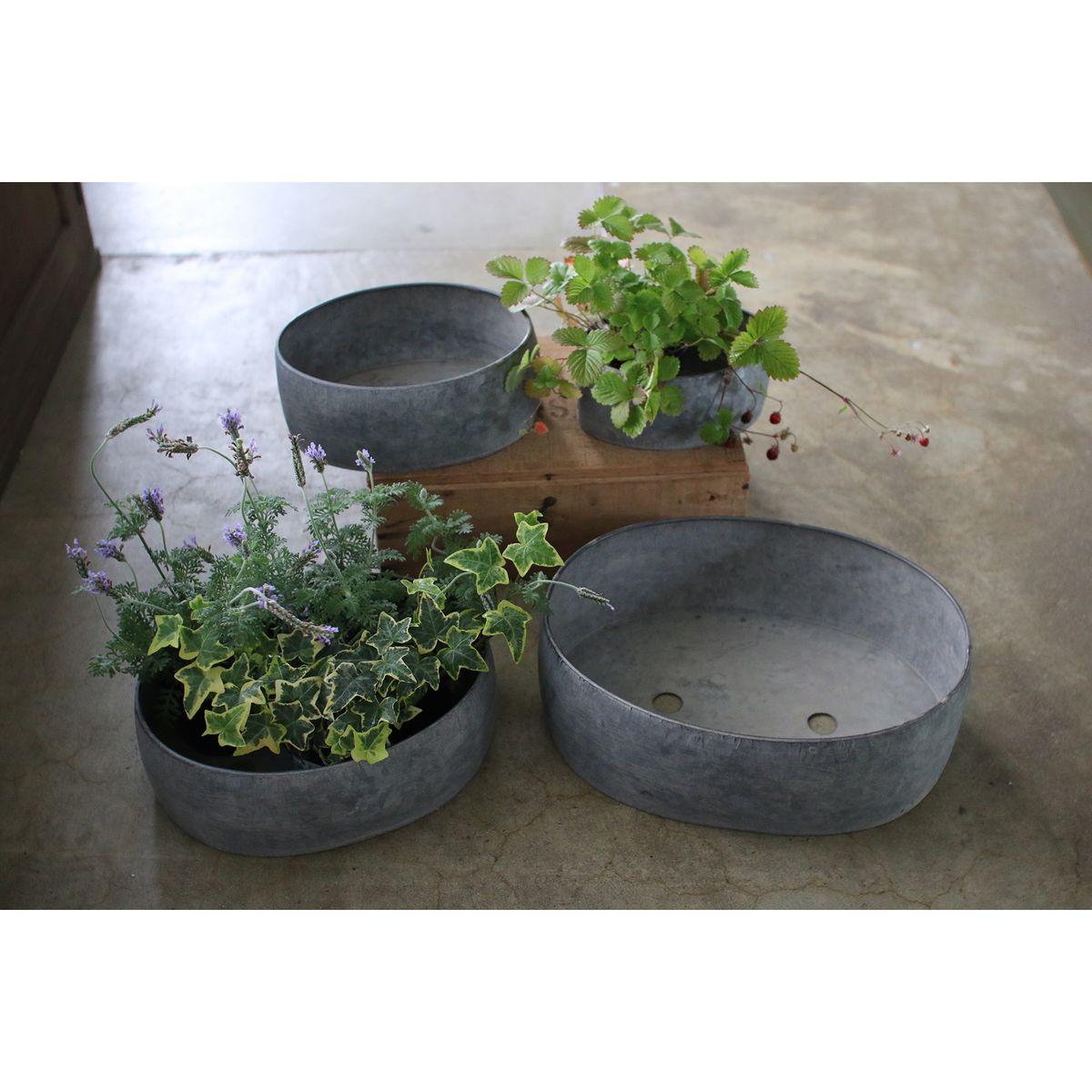 SOW/ブリキプランター オーバル Lサイズ/BAGP1002L