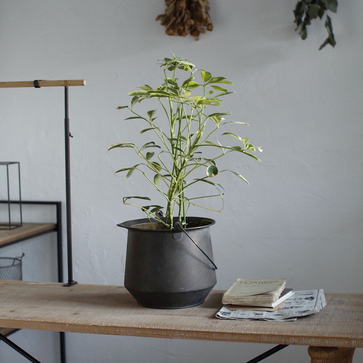 SOW/Deep Bloom ワンハンドルブリキラウンドポット Lサイズ/DTDT6043SW