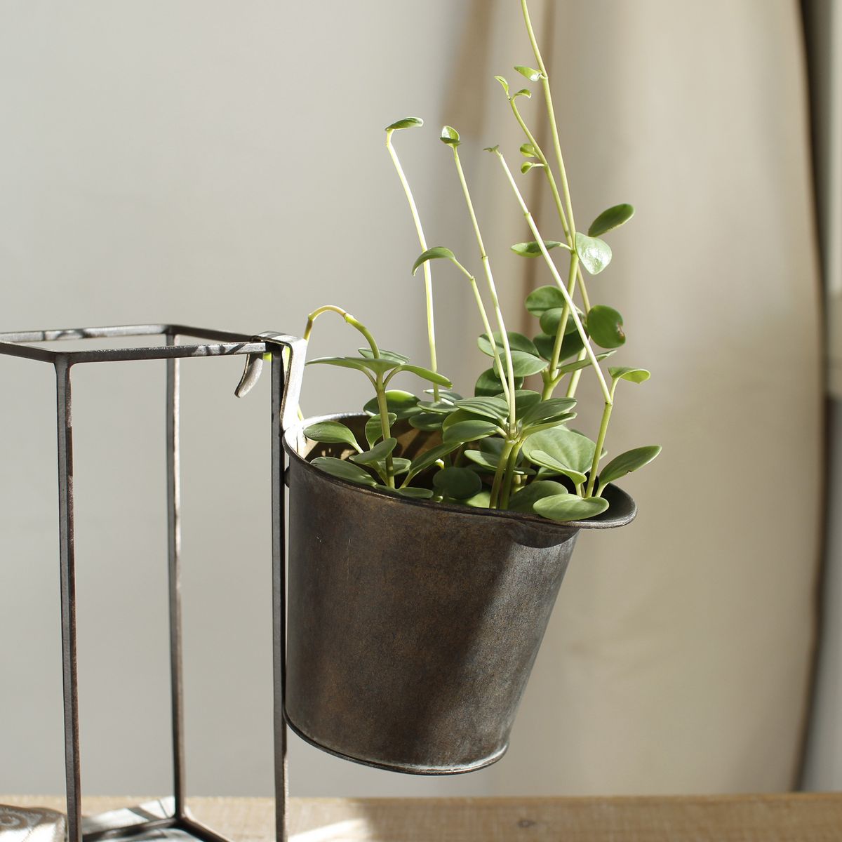 SOW/Deep Bloom ブリキフックポット Lサイズ/DTDT6073SW