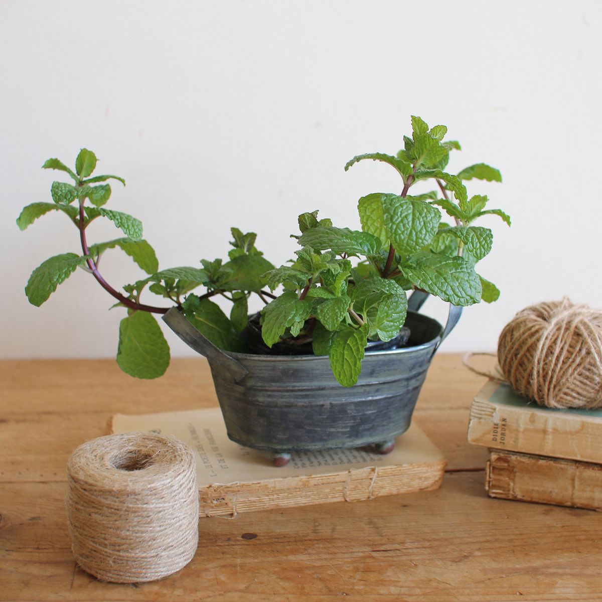 SOW/ブリキガーデンピック オーバルポット/BAGG1003