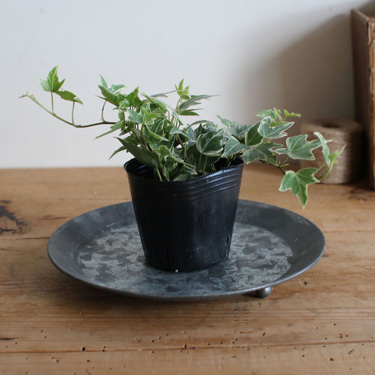 SOW/ブリキハンギングソーサー Mサイズ/BAGT4100M