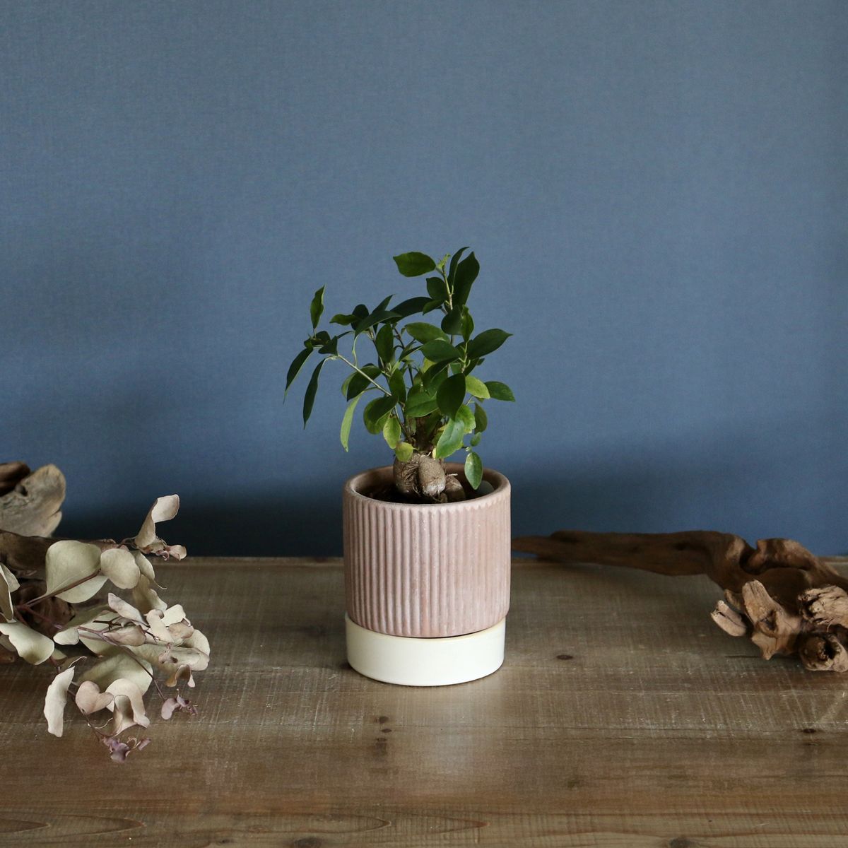 SOW/テラコッタプランター ソーサー付 Sサイズ/TERA200S