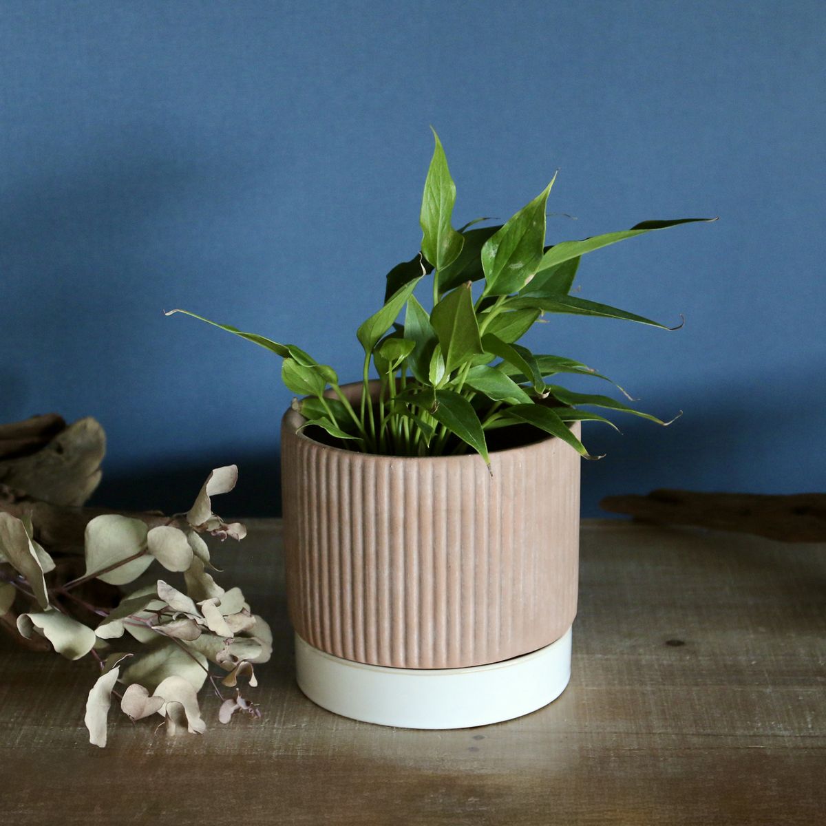 SOW/テラコッタプランター ソーサー付 Lサイズ/TERA200L