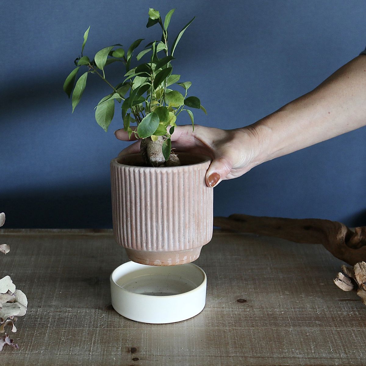 SOW/テラコッタプランター ソーサー付 Lサイズ/TERA200L