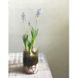 SOW/MINI BULB VASE 水栽培ガラスベース クリア 11cm/KEGY4053SW