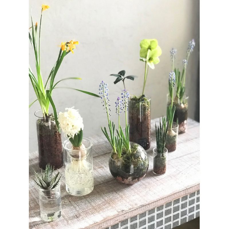 SOW/BULB VASE 水栽培ガラスベース クリア ショート/KEGY4060SW