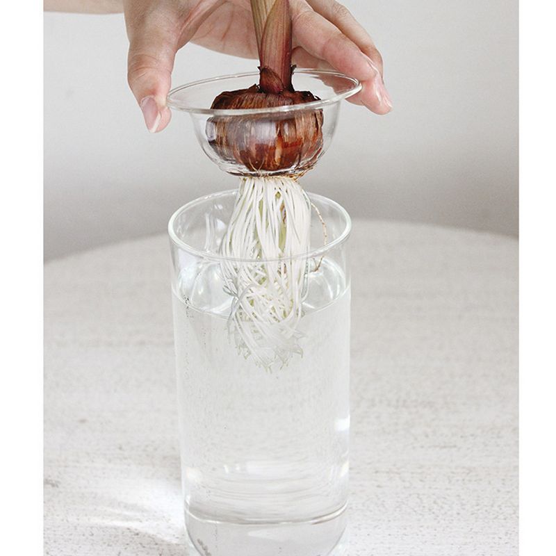 SOW/BULB VASE 水栽培ガラスベース クリア ショート/KEGY4060SW