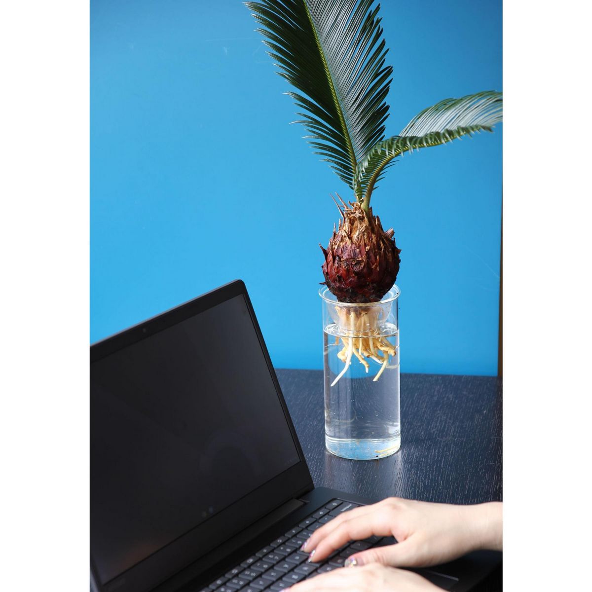 SOW/BULB VASE 水栽培ガラスベース クリア ロング/KEGY4070SW