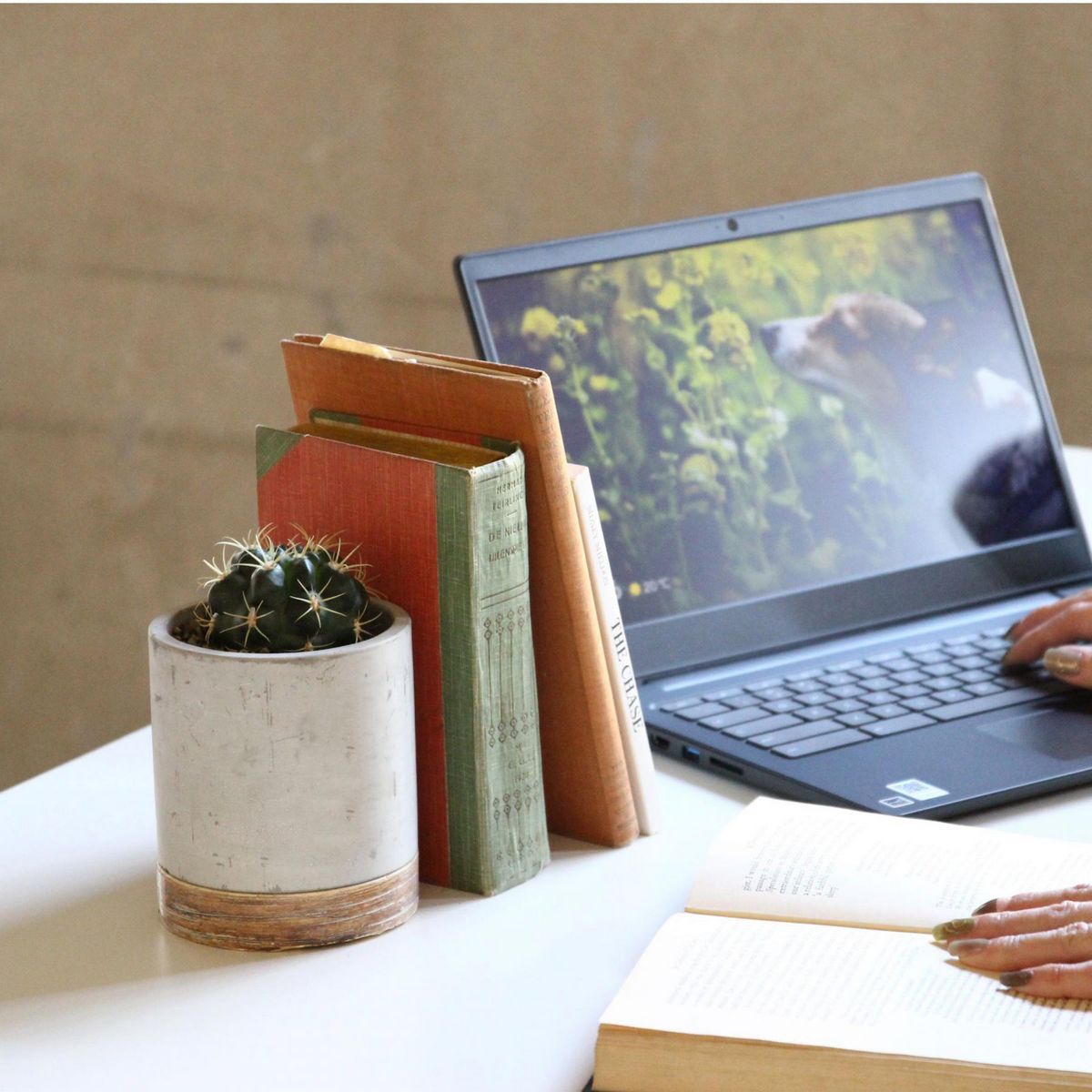 SOW/FEEL THE GARDEN セメントプランター ラウンド Sサイズ/CBGZ2011SW