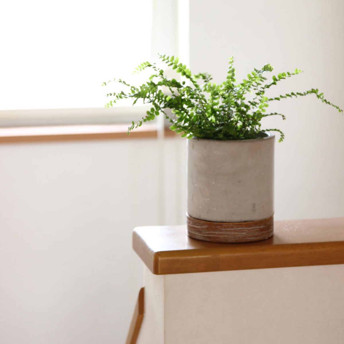 SOW/FEEL THE GARDEN セメントプランター ラウンド Sサイズ/CBGZ2011SW