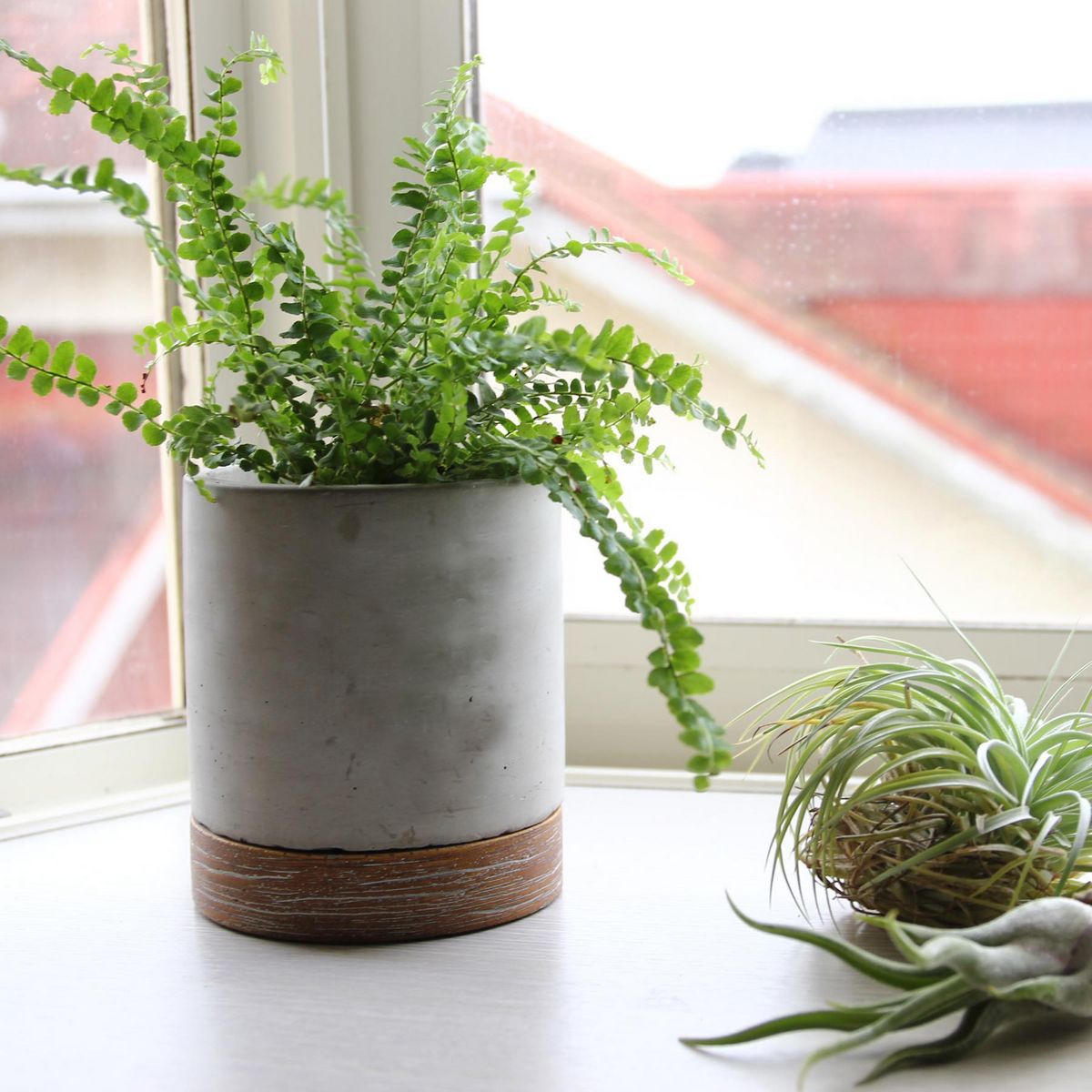 SOW/FEEL THE GARDEN セメントプランター ラウンド Sサイズ/CBGZ2011SW