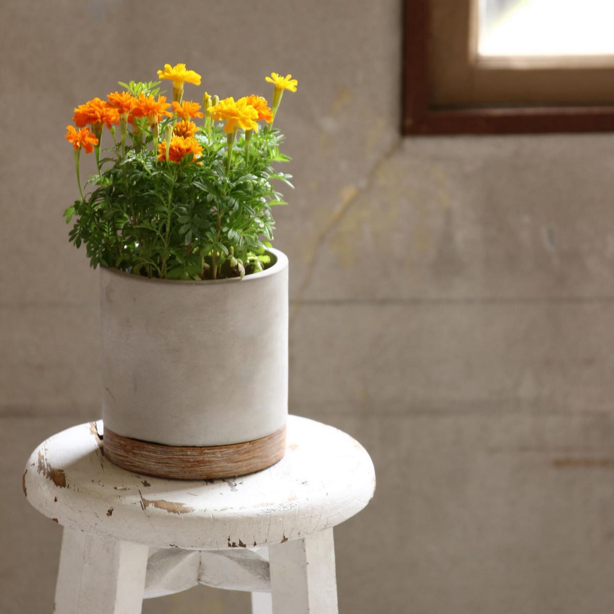 SOW/FEEL THE GARDEN セメントプランター ラウンド Lサイズ/CBGZ2013SW