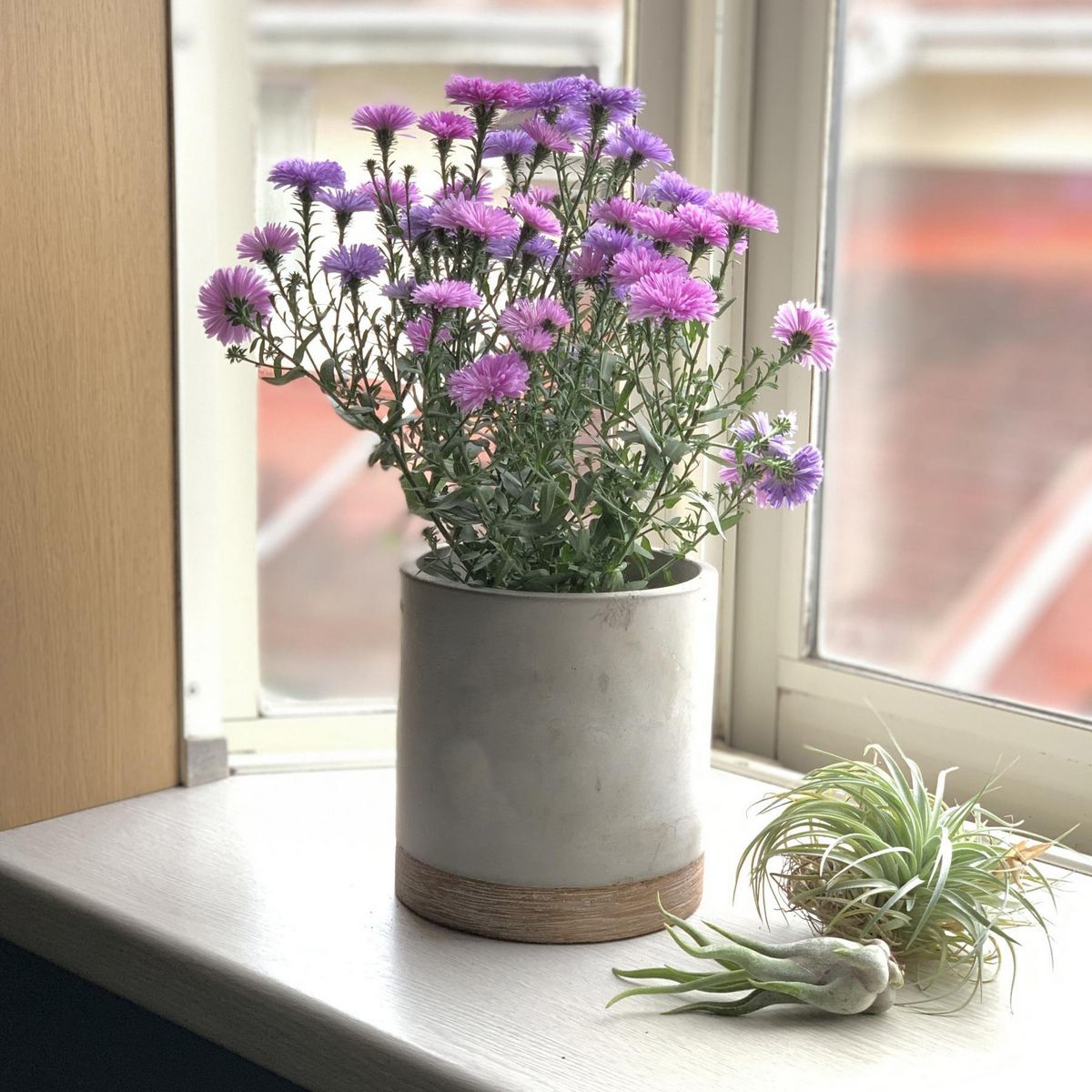 SOW/FEEL THE GARDEN セメントプランター ラウンド Lサイズ/CBGZ2013SW