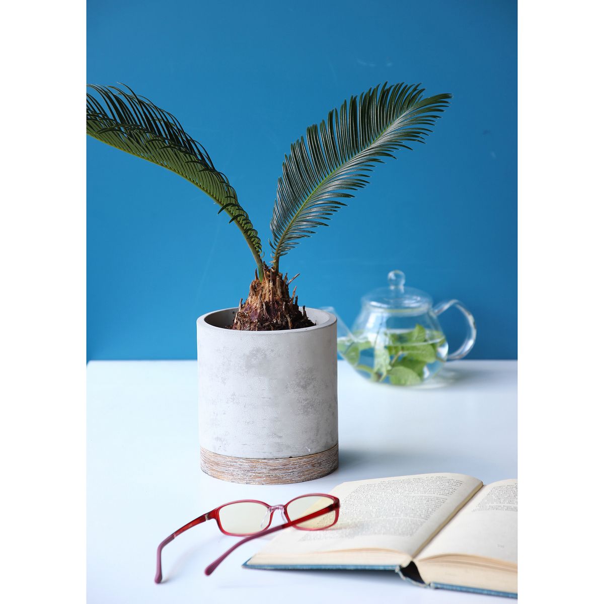 SOW/FEEL THE GARDEN セメントプランター ラウンド Lサイズ/CBGZ2013SW