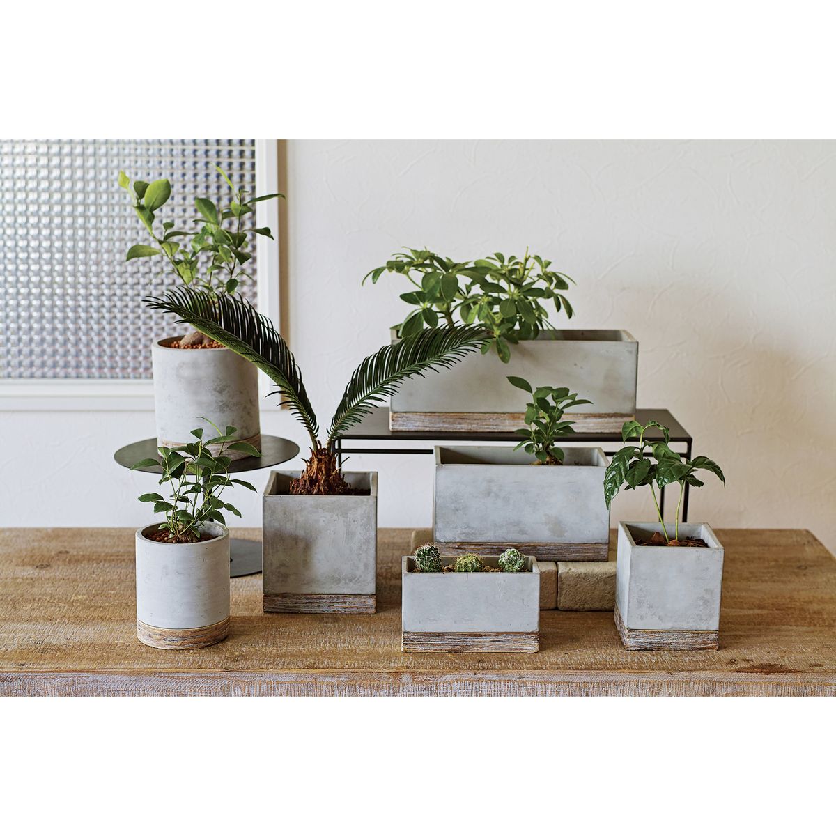 SOW/FEEL THE GARDEN セメントプランター ラウンド Lサイズ/CBGZ2013SW