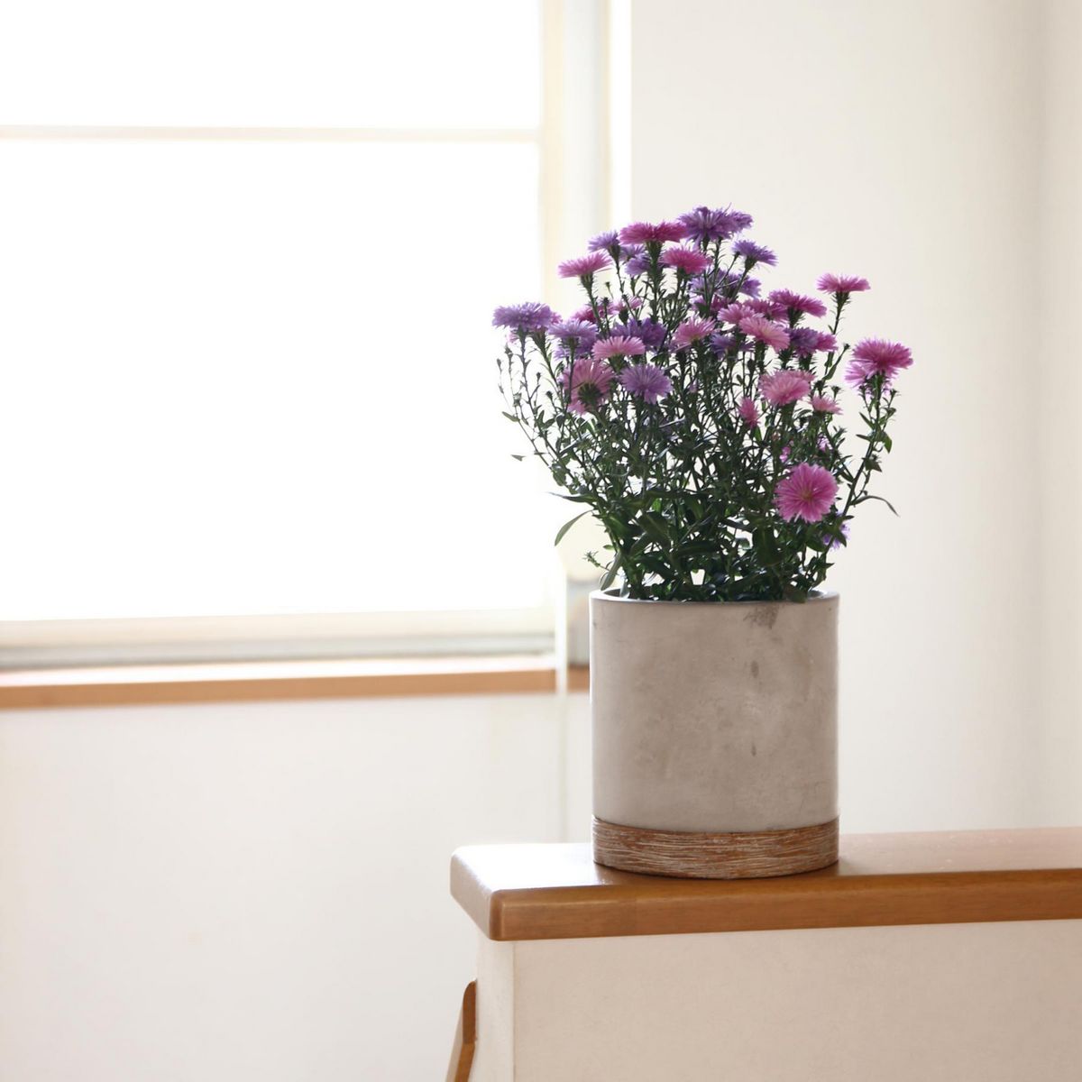 SOW/FEEL THE GARDEN セメントプランター ラウンド Lサイズ/CBGZ2013SW