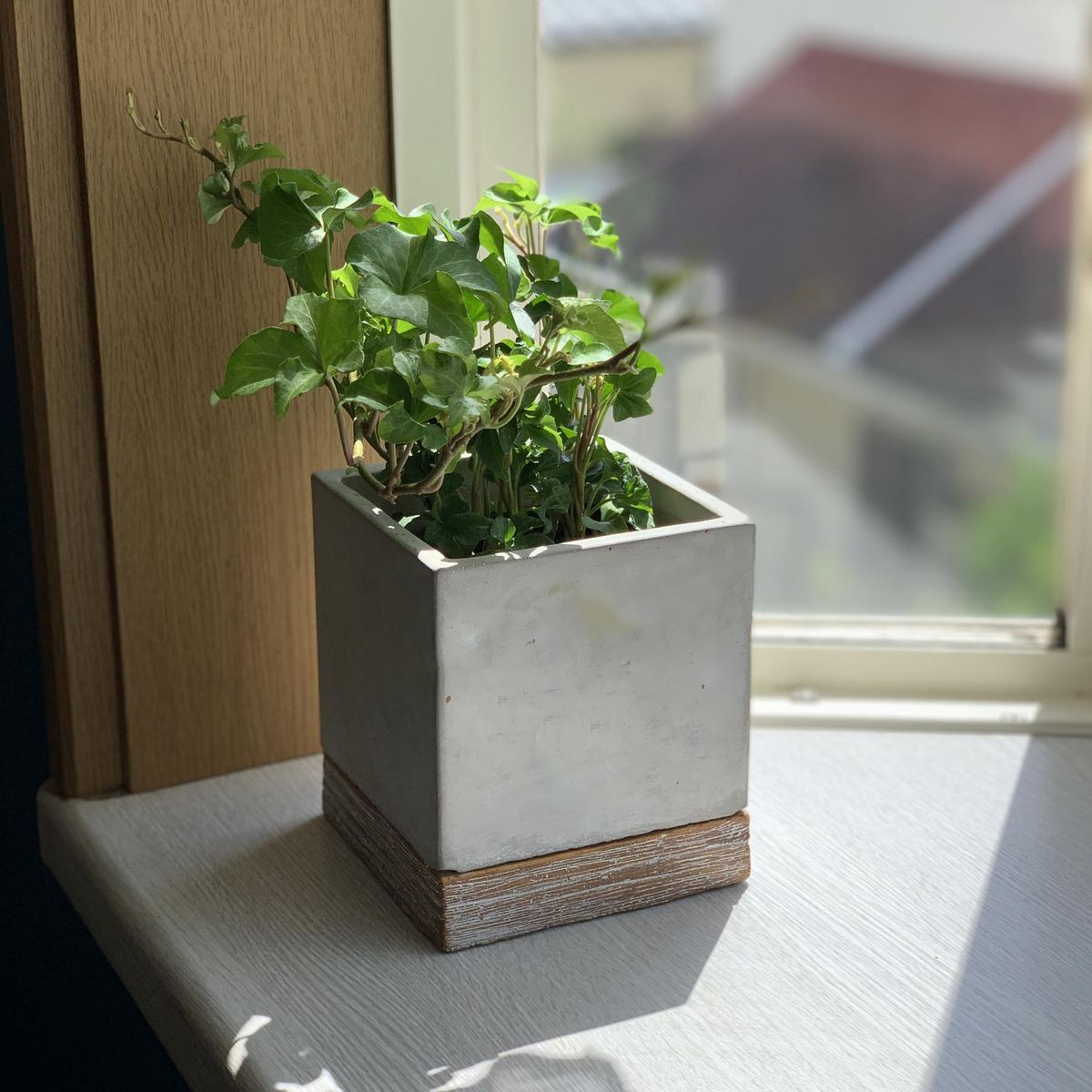 SOW/FEEL THE GARDEN セメントプランター スクエア Sサイズ/CBGZ2021SW
