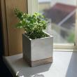 SOW/FEEL THE GARDEN セメントプランター スクエア Sサイズ/CBGZ2021SW