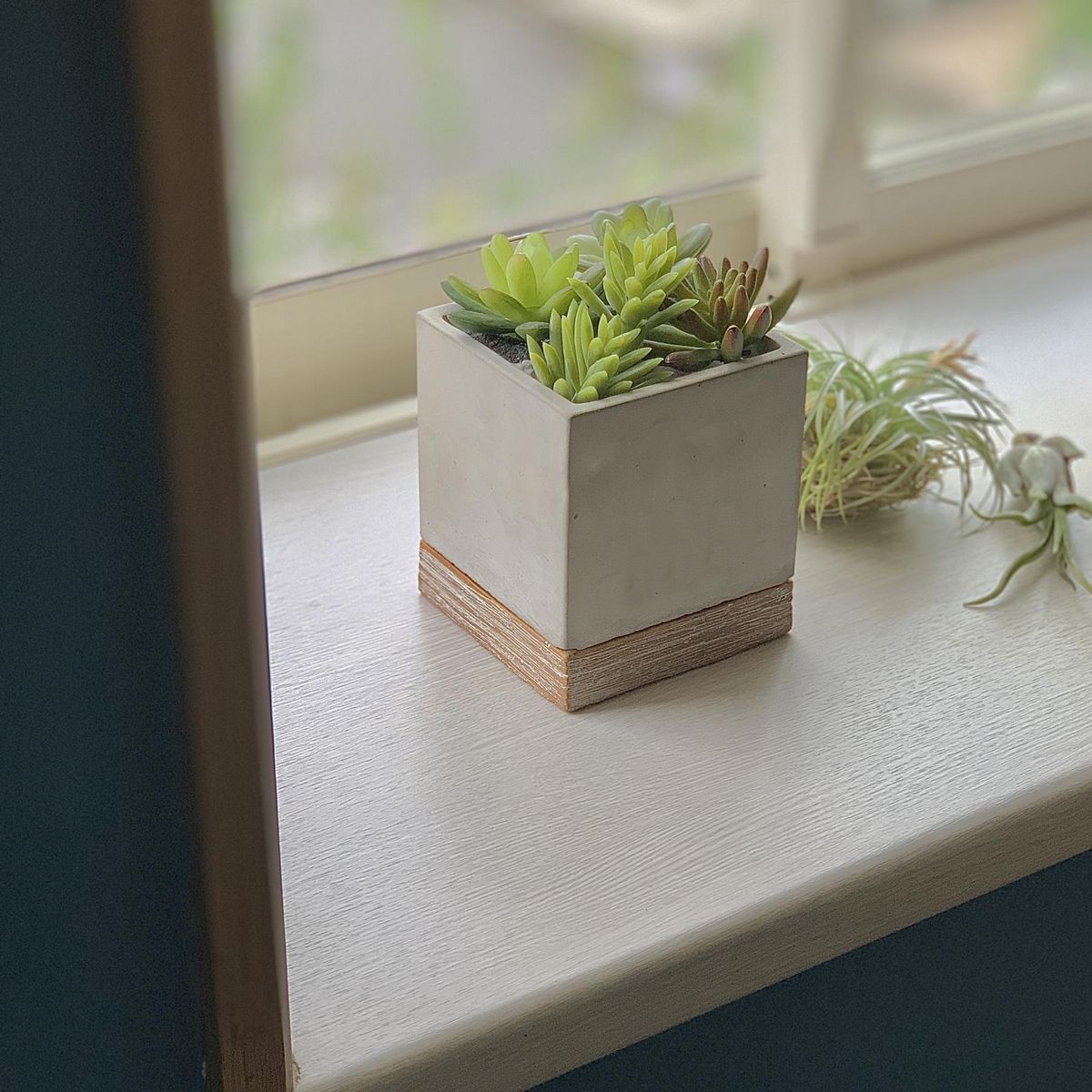 SOW/FEEL THE GARDEN セメントプランター スクエア Sサイズ/CBGZ2021SW