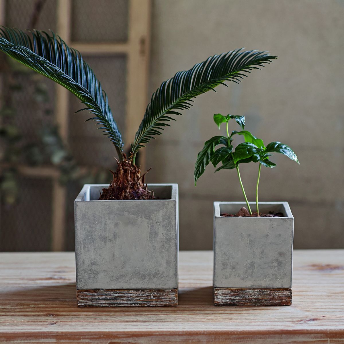SOW/FEEL THE GARDEN セメントプランター スクエア Sサイズ/CBGZ2021SW