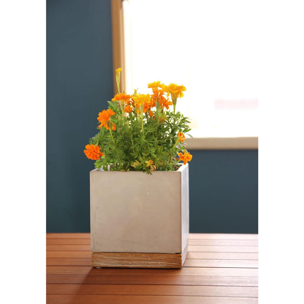 SOW/FEEL THE GARDEN セメントプランター スクエア Lサイズ/CBGZ2023SW