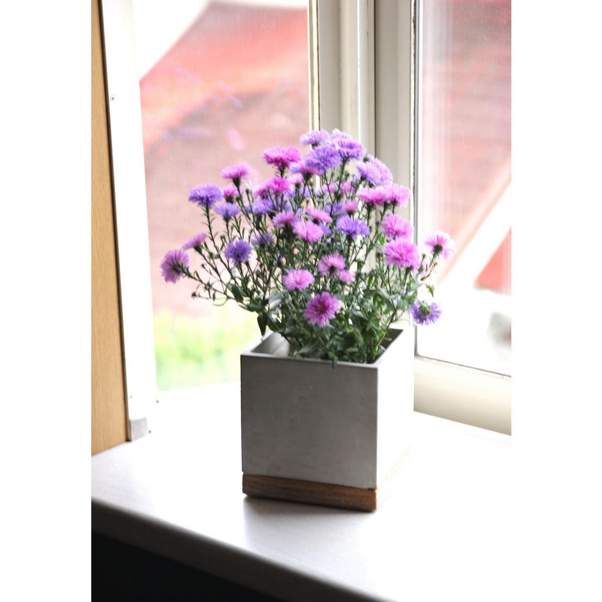 SOW/FEEL THE GARDEN セメントプランター スクエア Lサイズ/CBGZ2023SW