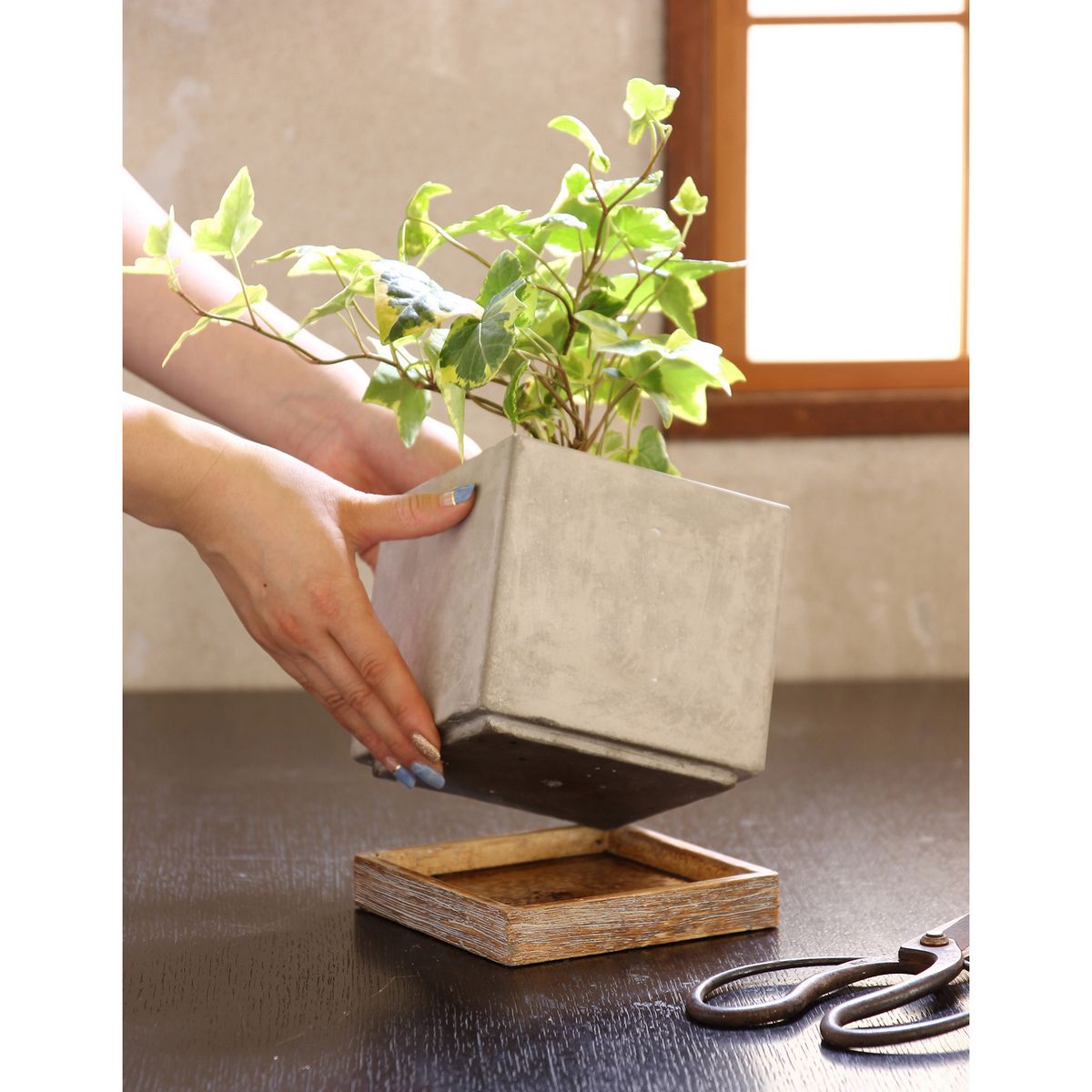 SOW/FEEL THE GARDEN セメントプランター スクエア Lサイズ/CBGZ2023SW