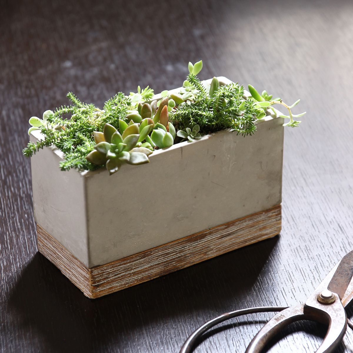 SOW/FEEL THE GARDEN セメントプランター レクト Sサイズ/CBGZ2041SW