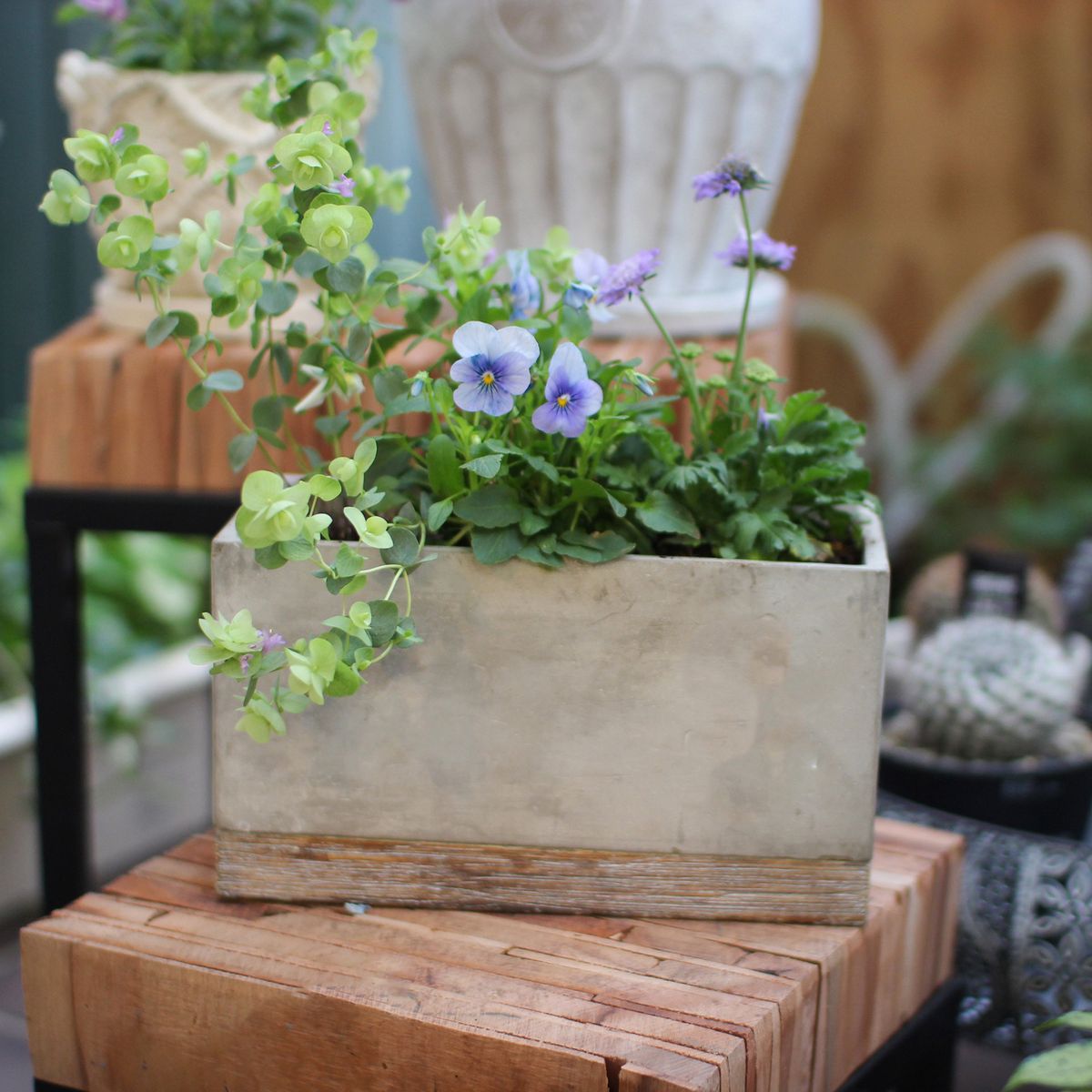 SOW/FEEL THE GARDEN セメントプランター レクト Lサイズ/CBGZ2043SW