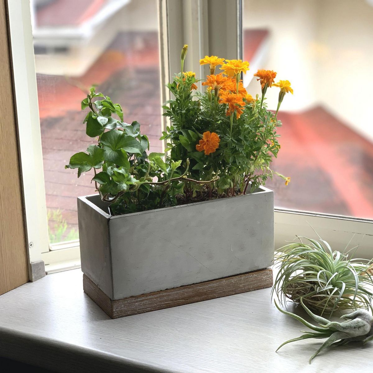 SOW/FEEL THE GARDEN セメントプランター レクト Lサイズ/CBGZ2043SW