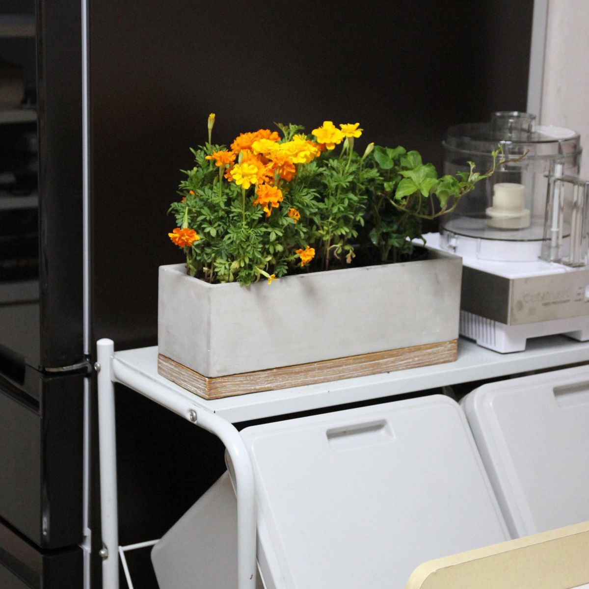 SOW/FEEL THE GARDEN セメントプランター レクト ロング/CBGZ2050SW