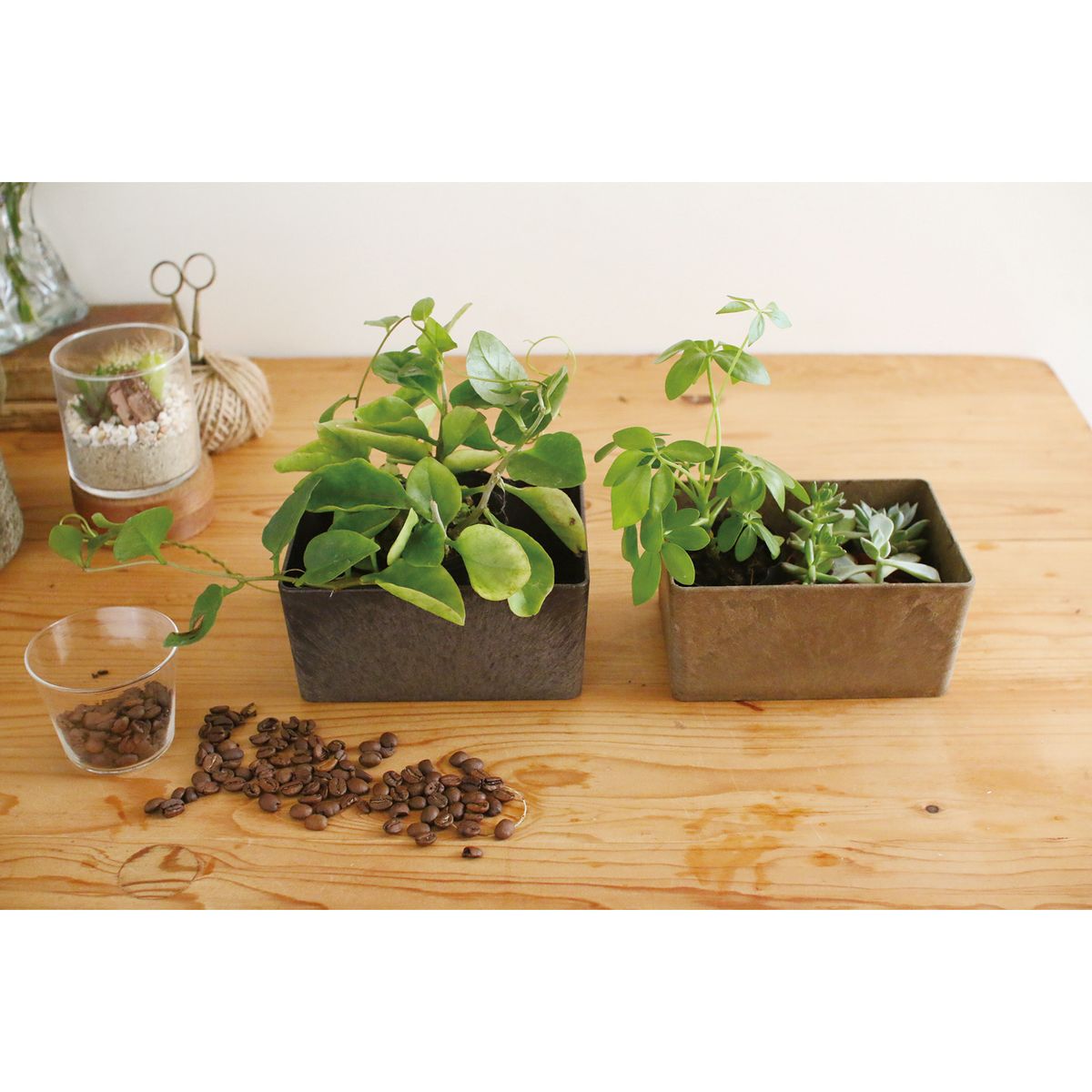 SOW/KITOHAKO GREENBOX コーヒーグラウンズ/KT2001