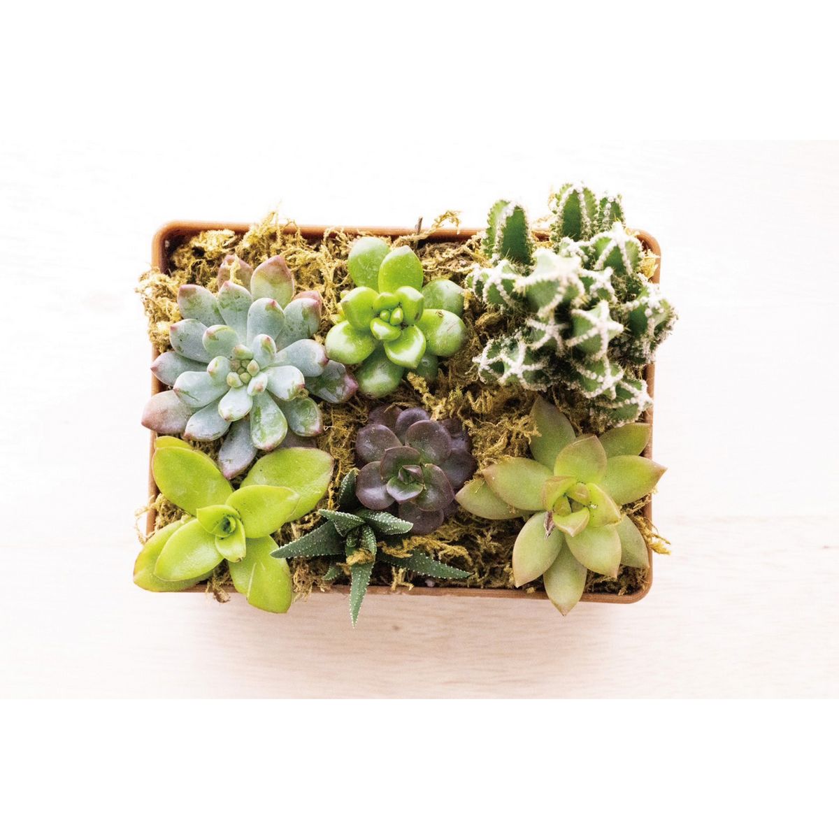 SOW/KITOHAKO GREENBOX ウッド/KT2002