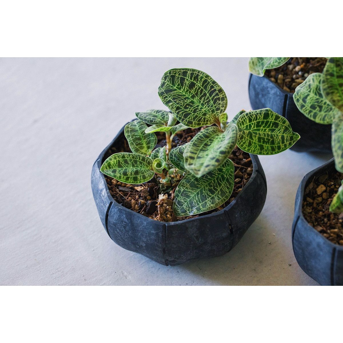 八幡化成/Senローリーポット丸　浅型S　BK/249276