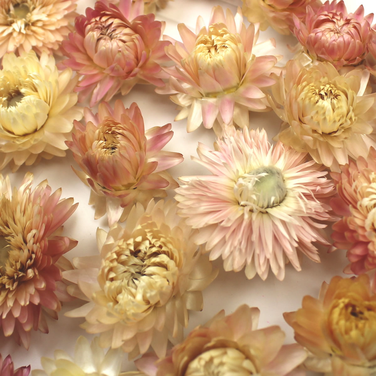 即日 ドライ 小分け 東北花材 ヘリクリサムヘッド N ピンク 約8個 646 通販 はなどんやアソシエ