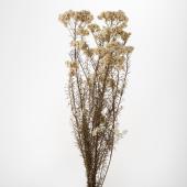 ※販売終了※アウトレット◎【プリザーブド】大地農園/ソフトライスフラワー 45ｇ 白/02320-000