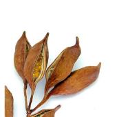 ※販売終了※アウトレット◎【ドライ】コアトレーディング/ブラッチーシトン・ミニ 約10個 ナチュラル/30291