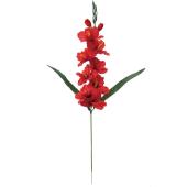 射水グラジオラス　ページ 楽天市場】グラジオラス ウイシアエ Gladiolus uysiae EQ465