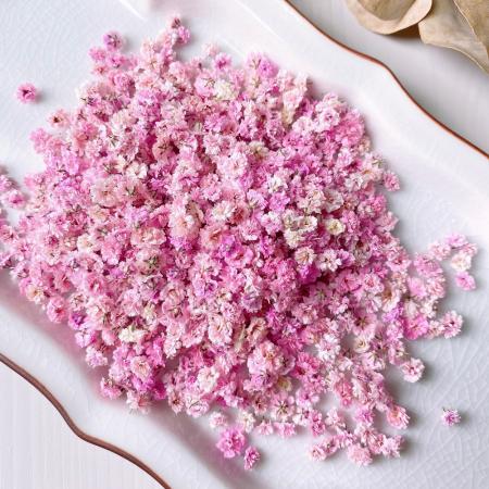 アウトレット◎【ドライ】m flowers/かすみ草 ドライ 着色 ピンク