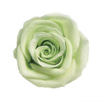アウトレット◎【プリザーブド】アムール・デ・フルール/ヴェルメイユ アイネスシスター 8輪入り ライムグリーン/PR641-24