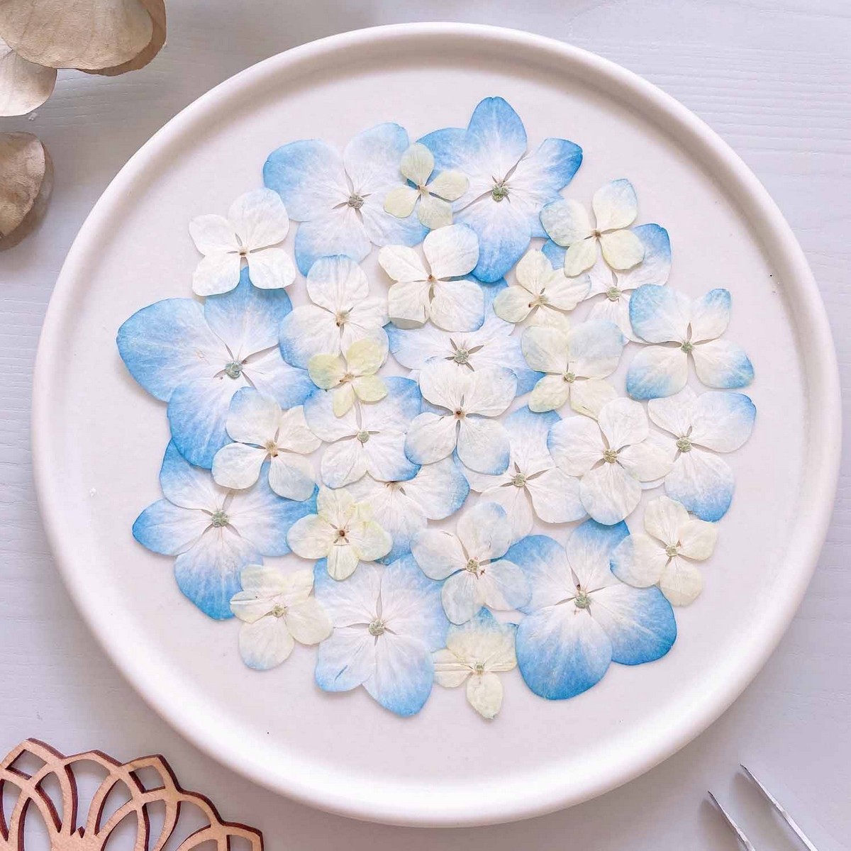 アウトレット◎【ドライ】m flowers/押し花 紫陽花 水色グラデーション