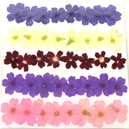 アウトレット◎【ドライ】押し花 バーベナ 40輪 ミックス/1-121M