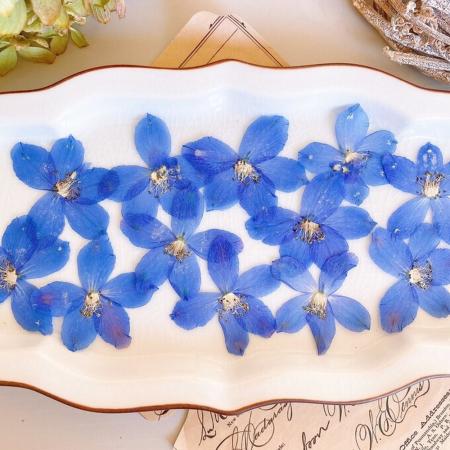 アウトレット◎【ドライ】m flowers/押し花 デルフィニウム グランブルー