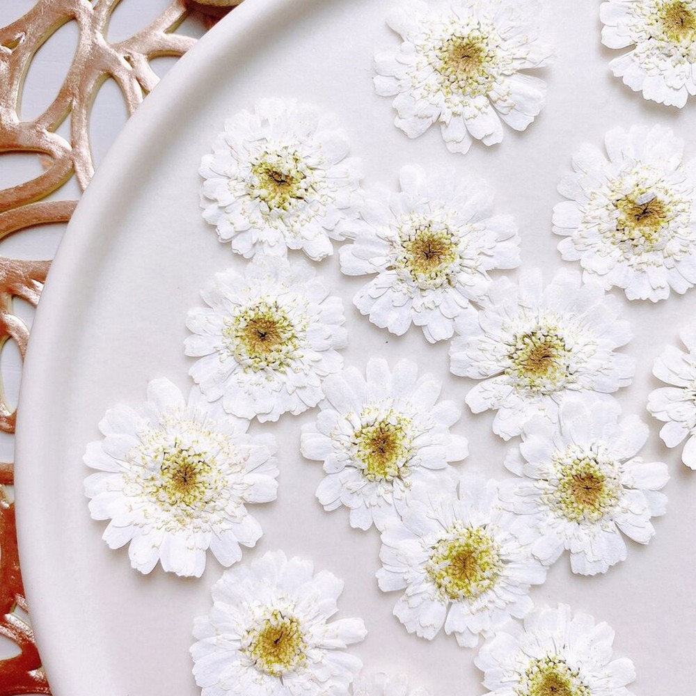 アウトレット◎【ドライ】m flowers/押し花 マトリカリア ダブルラテ