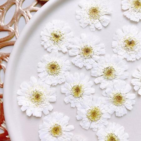 アウトレット◎【ドライ】m flowers/押し花 マトリカリア ダブルラテ