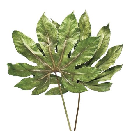 アウトレット◎【ドライ】コアトレーディング/ヤツデ・プレス ナチュラル/17638