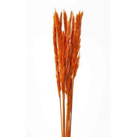 アウトレット◎【ドライ】大地農園/テールリード 約10本 オレンジ/51340-351