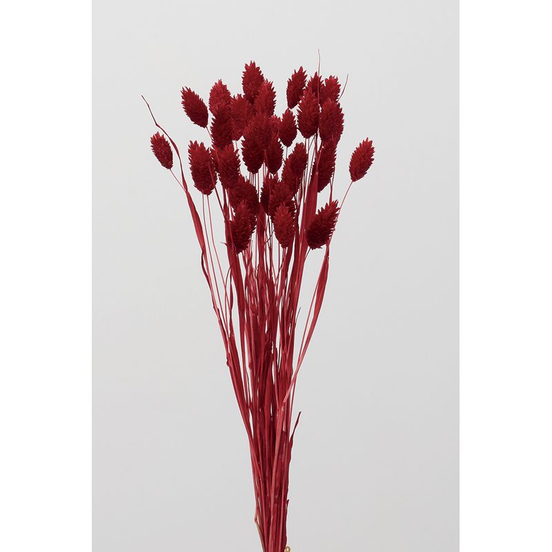 アウトレット◎【ドライ】大地農園/ポアプランツ ヤク19g レッド/42020-301